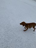 Winter Sprint