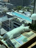 Window Watcher