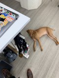 Puppy and High Heels