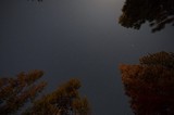 Starlit Sky Above Pine Forest at Mt. Lassen