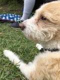 Grass-Lounging Dog