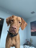 Pawsome Bedroom Companion