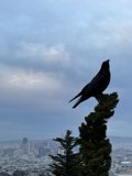 Cityscape Sentinel