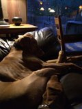 Canine Comfort