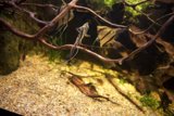 Underwater Tranquility: Witnessing Aquatic Life