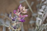 Desert Lupin