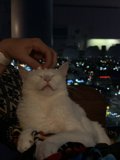 Cozy Companion