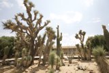 Desert Oasis