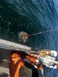 Fishing in the Gulf