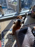 Furry Friends on Furniture