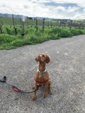 Road Trip with My Vizsla