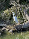Graceful Heron on a Fallen Tree