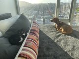 Furry Bed Buddies