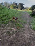Frisbee Fun in the Fields