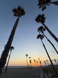 Palm Silhouettes at Sunset