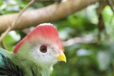 Vivid Plumage in the Wild