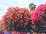 Beauty in Los Angeles
