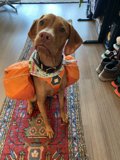 Canine Hiker