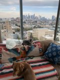 Paws and Pillows with a City View