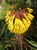 Vibrant Yellow Flower with Red Stems