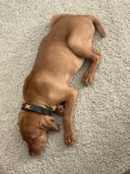 Resting Pupper