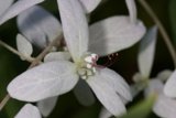 Fijian Flower with Vibrant Red Stamen