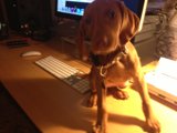 The Ultimate Work Buddy