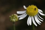 Bee and Daisy