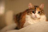 Calico Cutie