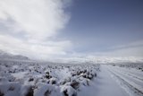 Snowy Serenity
