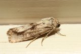 Delicate Moth on a Window Sill