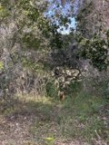 The Canine in the Wild Woodland