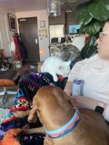 Cozy Companions