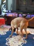 Furry Friends at Play