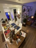 Feline Kitchen Companion