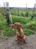 Vizsla in the Vineyard