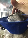 Conehead Feline