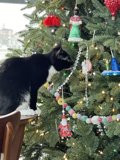Festive Feline
