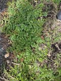 Sprouting Greens