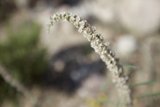 Delicate Amaranthaceae flowers among the grass