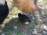 A Clucking Good Time