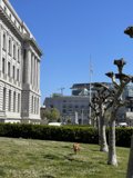 Serene Pooch at City Hall