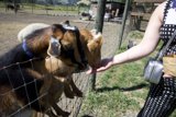 Gentle Moments at Calistoga's Old Faithful Geyser Farm