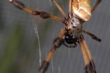 Garden Spider with a Long Tail on Its Web