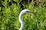 Great Egret Portrait in Lush Green Wetland Vegetation
