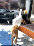 Furry Friends Playing on Entertainment Center