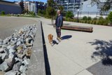 Urban Dog Walking