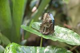 Metamorphic Moments