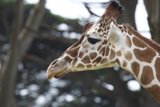 Majestic Heights at SF Zoo