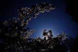 Enchanting Cherry Blossoms at the Japanese Tea Garden